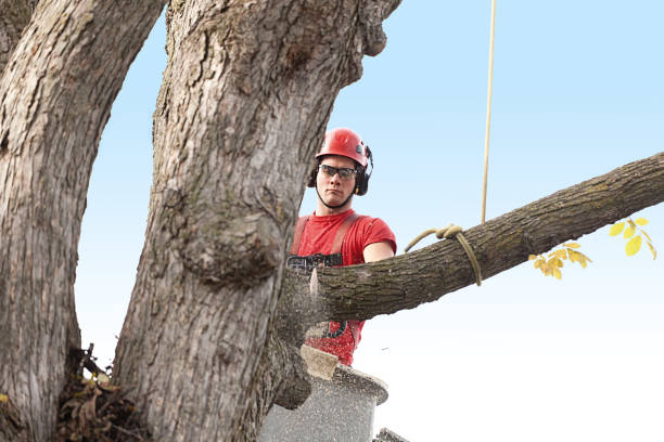 Reliable Bacliff, TX Tree Care Solutions